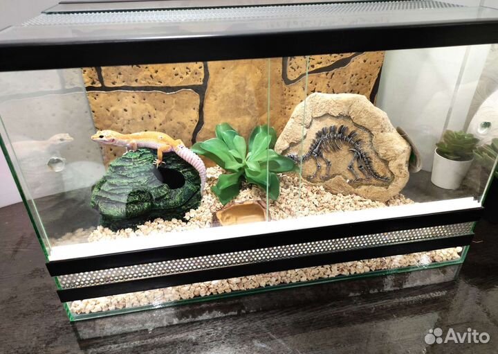 Террариумы для рептилий