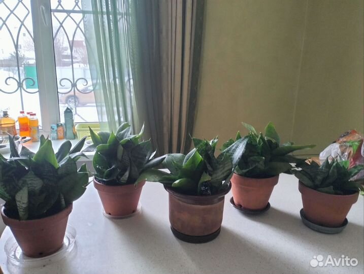 Сансивиерия ханни