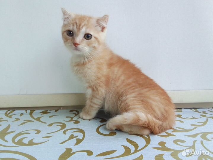 Рыжий котенок мальчик