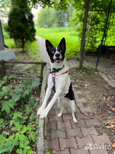 Собака в добрые руки