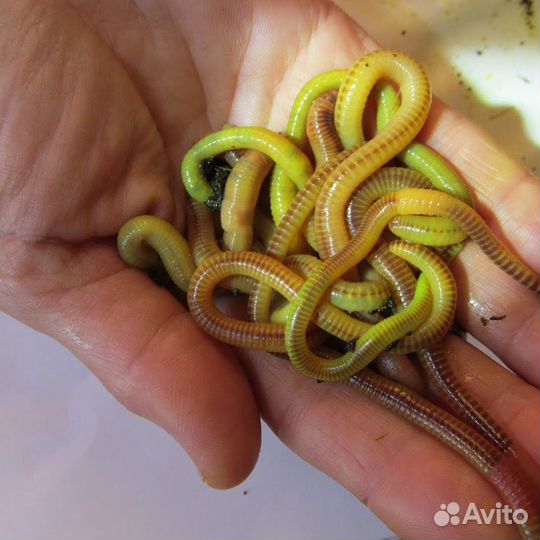 Червь дендробена