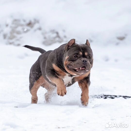 Вязка американский булли из Китая