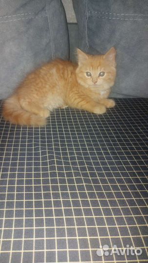 Шотландский прямоухий котенок