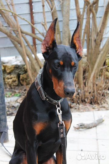Продается подрощенная девочка добермана РКФ