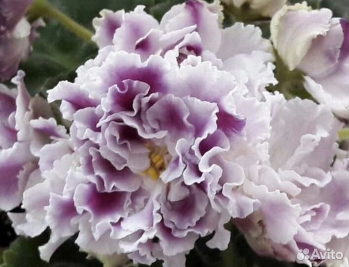 Фиалки детки