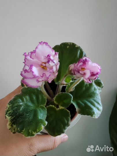 Фиалка сортовая