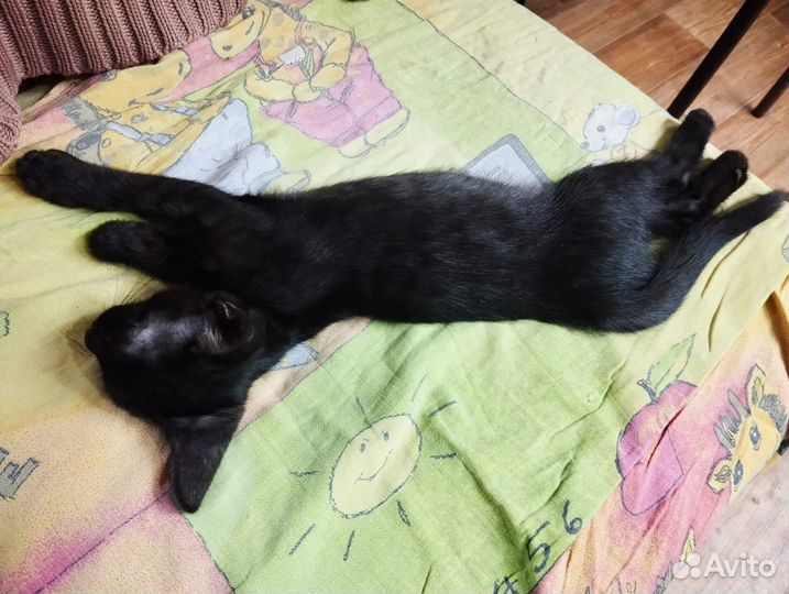 Котята ангорята