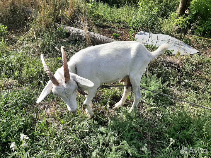 Козы дойные