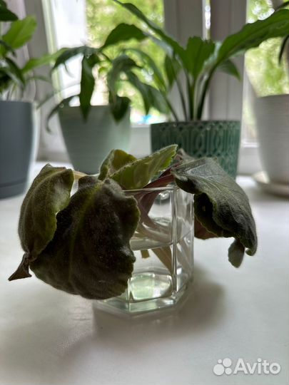 Отводки фиалок