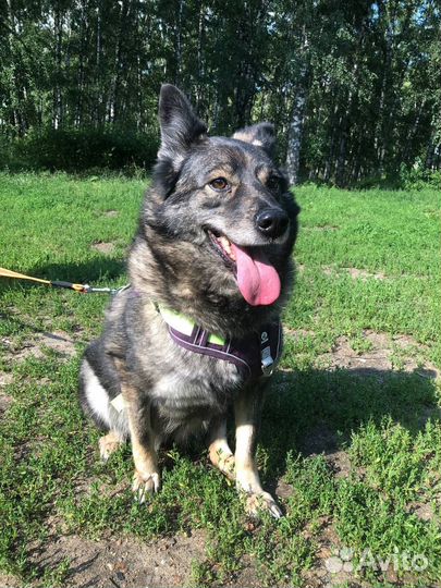 Старенькая собачка всю жизнь за решеткой