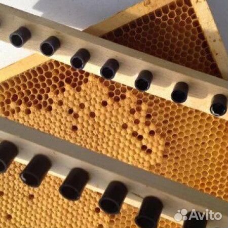 1000 шт. Мисочка для вывода маток с ножкой Чешская