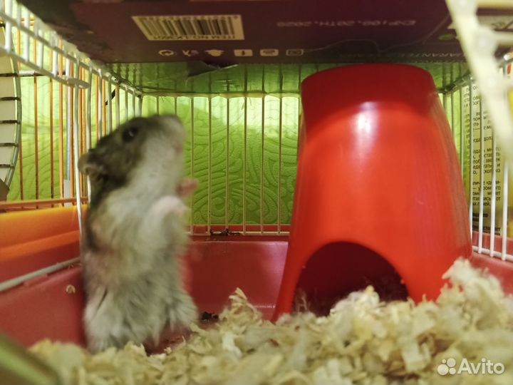 Джунгарский хомяк с клеткой