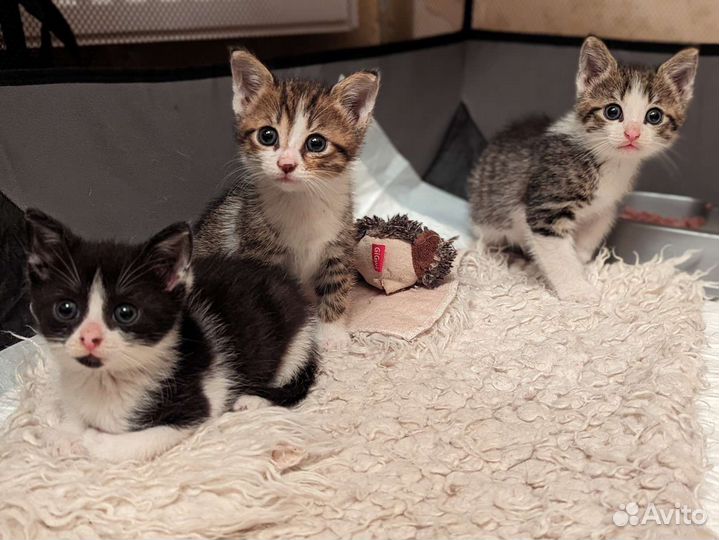 Котята 1 месяц очень нужен дом