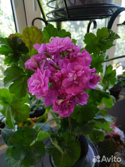 Пеларгония герань