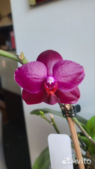 Орхидея фаленопсис