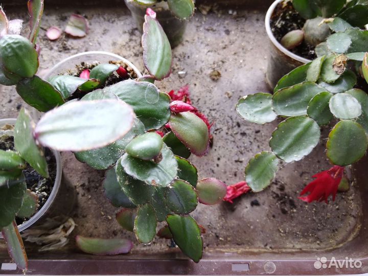 Декабрист красный