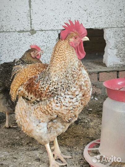 Куры петухи