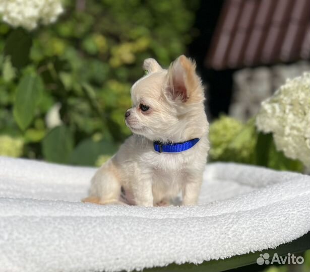Щенки чихуахуа кремовый блондин
