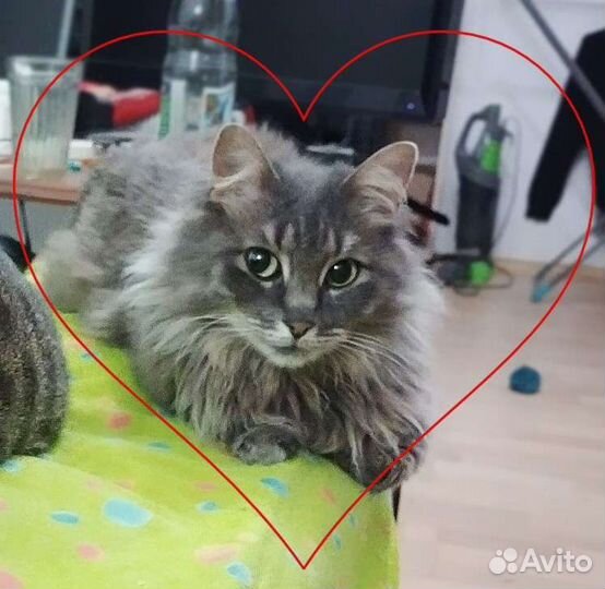 Кошечка ищет дом