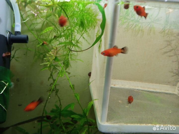 Моллинезия баллон