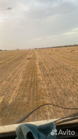 Солома пшеничная