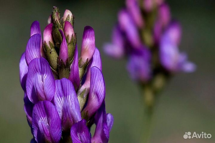 Астрагала Экстракт