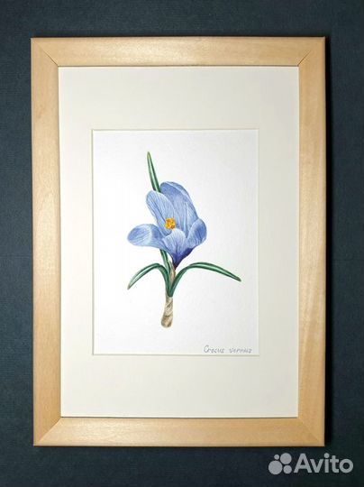 Картина. Крокус весенний. акварель. миниатюра