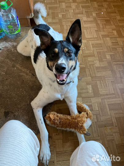 Годовалый Тедди ищет семью