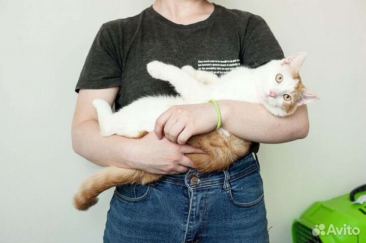 Лео ищет дом