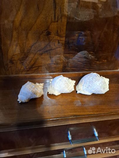 Ракушка большая