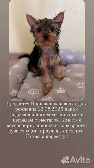 Йоркширский терьер