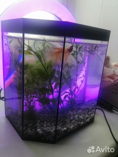 Рыбка петушок