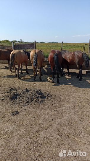 Лошади ЖЕРЕБЦЫ