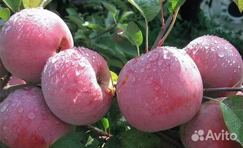 Саженцы яблонь