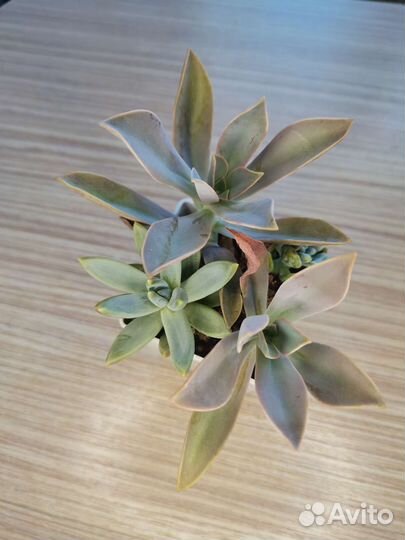 Суккуленты #1