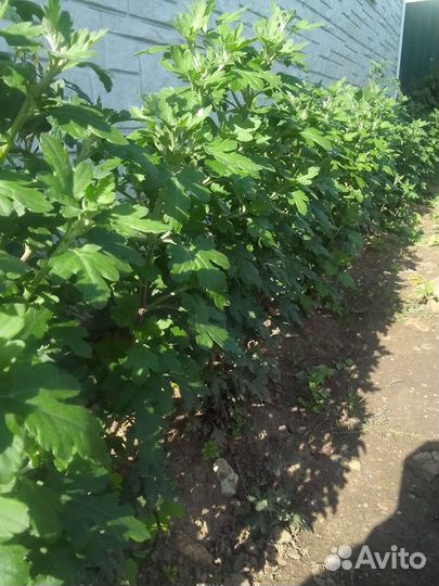 Хризантэмы