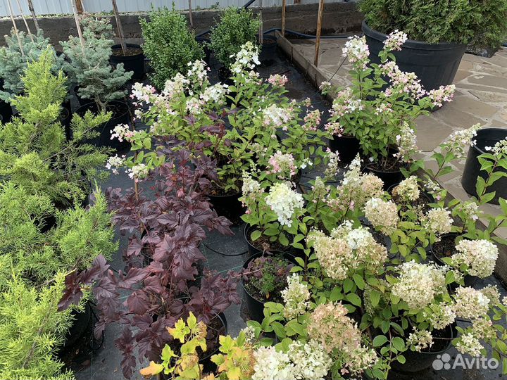 Декоративные (хвойные) и плодовые растения