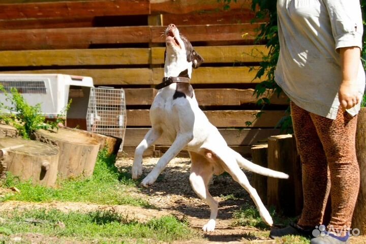 Собака в добрые руки поинтер