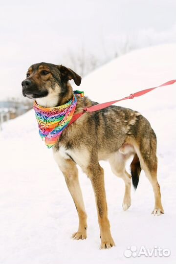 Собака Люк из приюта Некрасовка