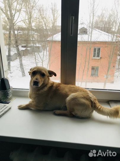 Собака в добрые руки отдам бесплатно