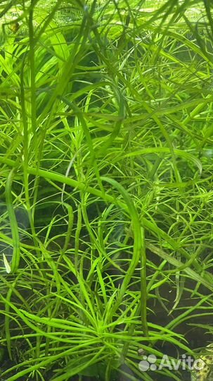 Аквариумные растения