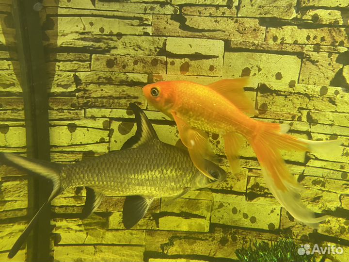 Акулий балу