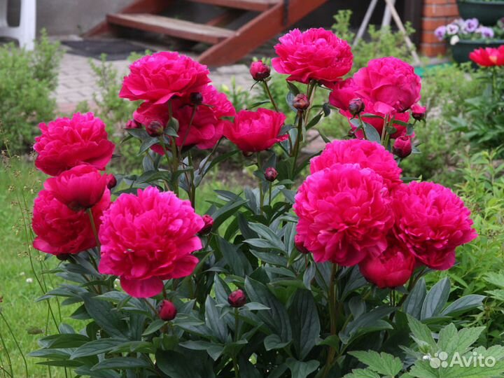 Садовые цветы(многолетние)