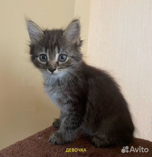 Котята В добрые руки бесплатно