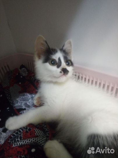 Котенок