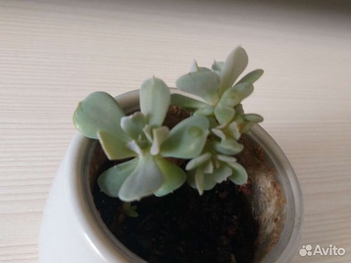 Кактусы и суккуленты