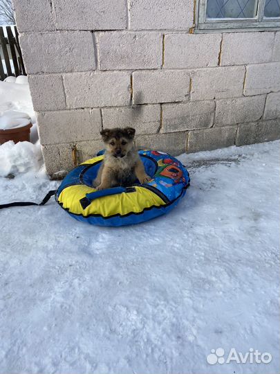 Отдам щенка в добрые руки
