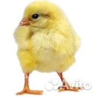 Цыплята домашних кур несушек
