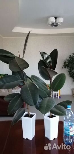 Фикус каучуконосный большой