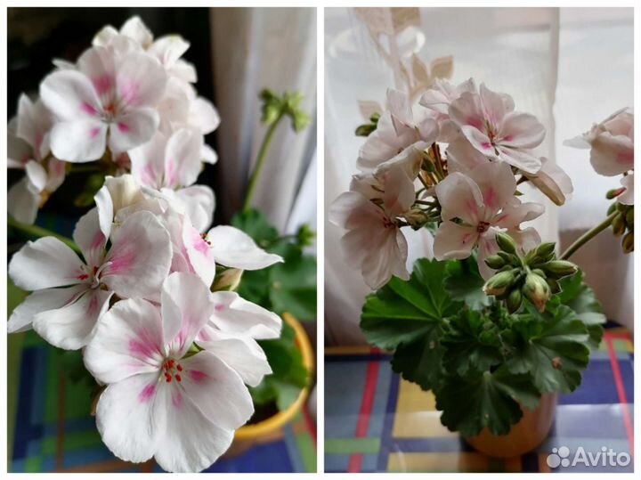 Яблоневый цвет пеларгония.Камен роза см.профиль